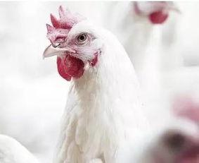 肉鸡背影爆料视频大全集,揭秘幕后真相与感人瞬间 第2张 肉鸡背影爆料视频大全集,揭秘幕后真相与感人瞬间 第2张